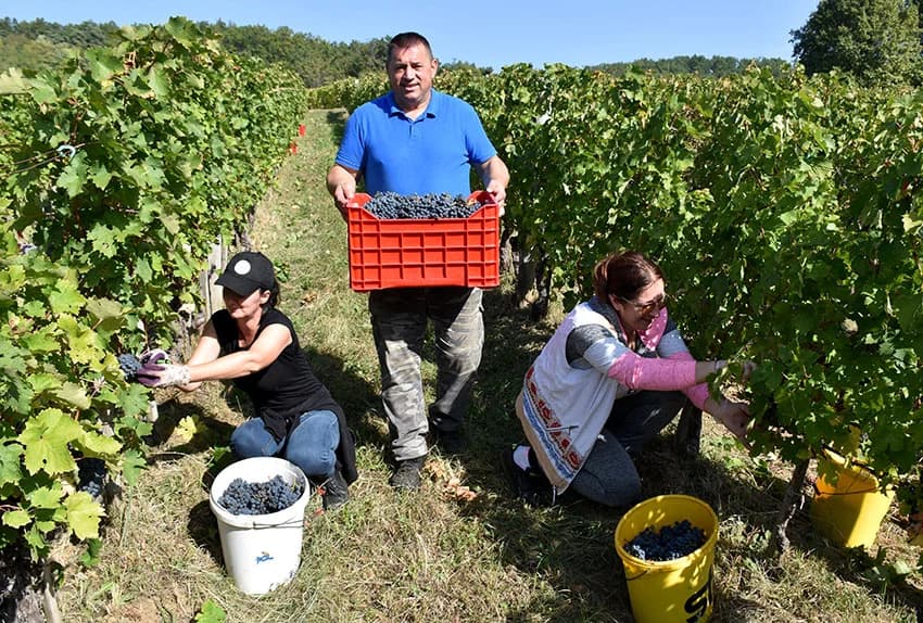 MIROSLAV ŠKORO ZAVRŠIO OVOGODIŠNJU BERBU U VINOGRADU U MITROVCU: Bolji pjevač nego berač