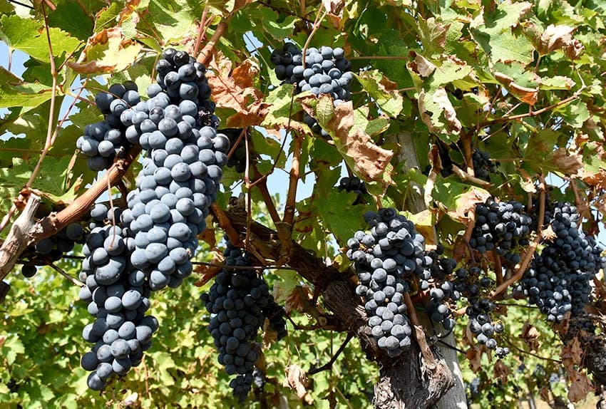 MIROSLAV ŠKORO ZAVRŠIO OVOGODIŠNJU BERBU U VINOGRADU U MITROVCU: Bolji pjevač nego berač