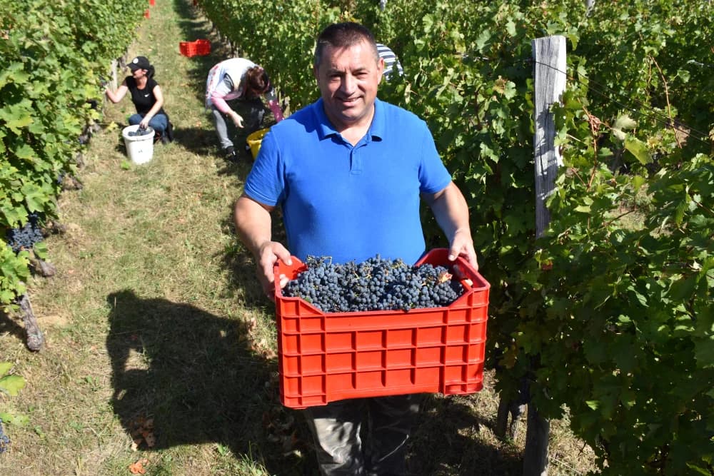 MIROSLAV ŠKORO ZAVRŠIO OVOGODIŠNJU BERBU U VINOGRADU U MITROVCU: Bolji pjevač nego berač