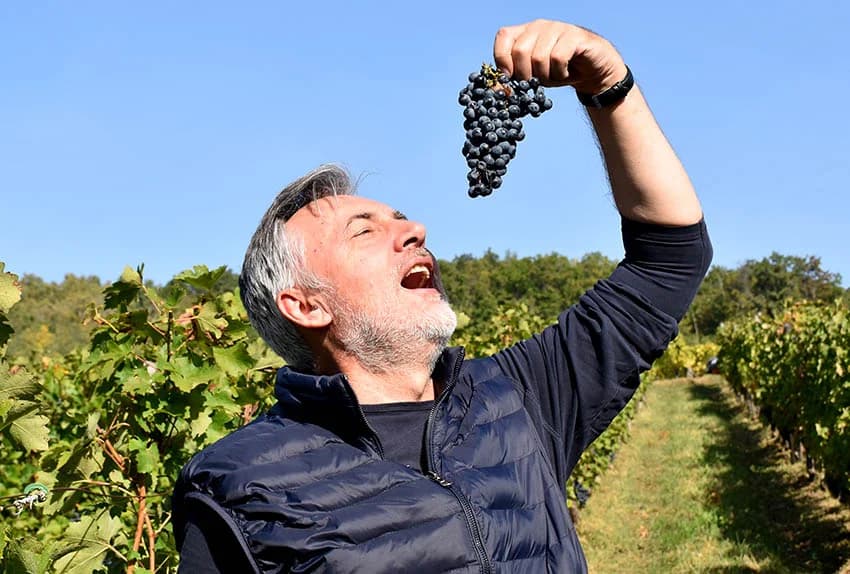 MIROSLAV ŠKORO ZAVRŠIO OVOGODIŠNJU BERBU U VINOGRADU U MITROVCU: Bolji pjevač nego berač