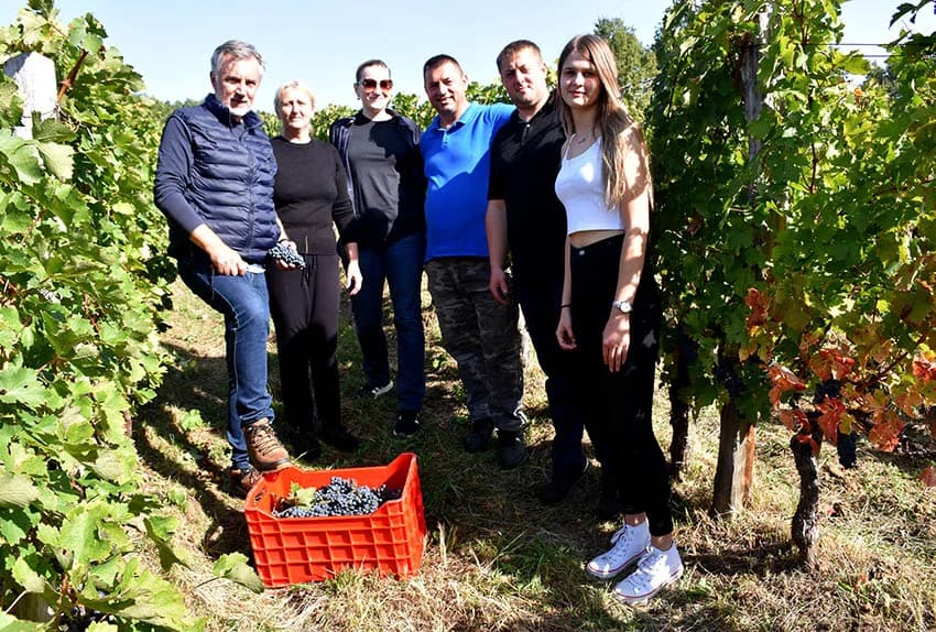 MIROSLAV ŠKORO ZAVRŠIO OVOGODIŠNJU BERBU U VINOGRADU U MITROVCU: Bolji pjevač nego berač