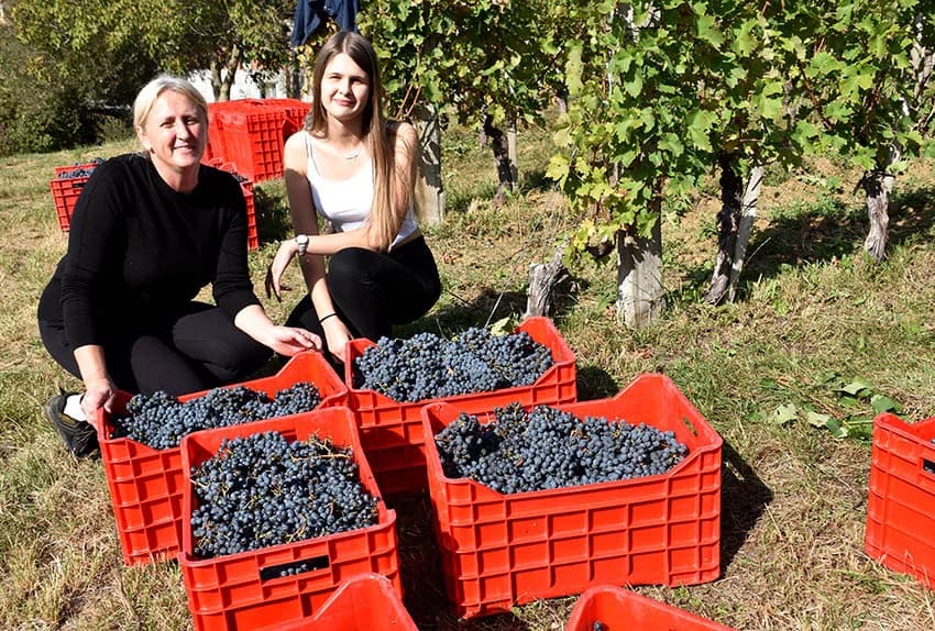 MIROSLAV ŠKORO ZAVRŠIO OVOGODIŠNJU BERBU U VINOGRADU U MITROVCU: Bolji pjevač nego berač