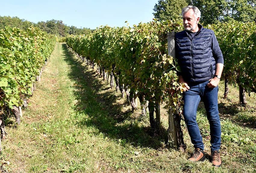 MIROSLAV ŠKORO ZAVRŠIO OVOGODIŠNJU BERBU U VINOGRADU U MITROVCU: Bolji pjevač nego berač