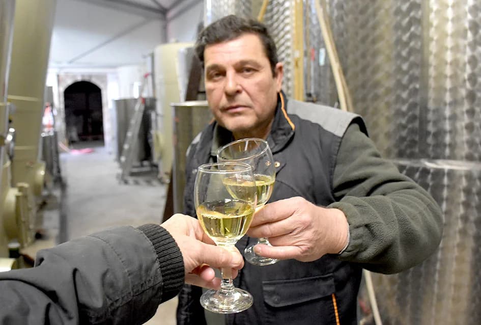 Završene rezidba u vinogradima obitelji Bodograjac iz Kutjeva