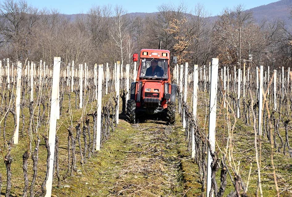 Završene rezidba u vinogradima obitelji Bodograjac iz Kutjeva