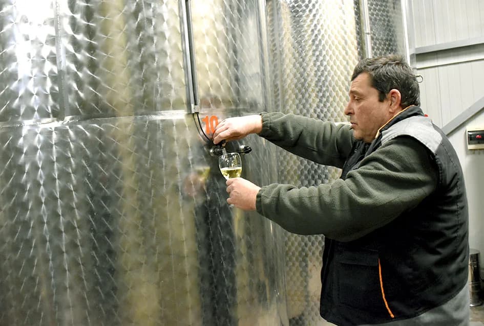 Završene rezidba u vinogradima obitelji Bodograjac iz Kutjeva