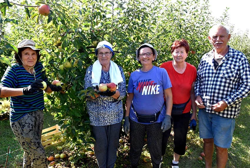 BERBA JABUKA NA PLANTAŽI BRANKA UZELCA PRI ZAVRŠETKU: Ukusni i sočni plodovi za domaće tržište