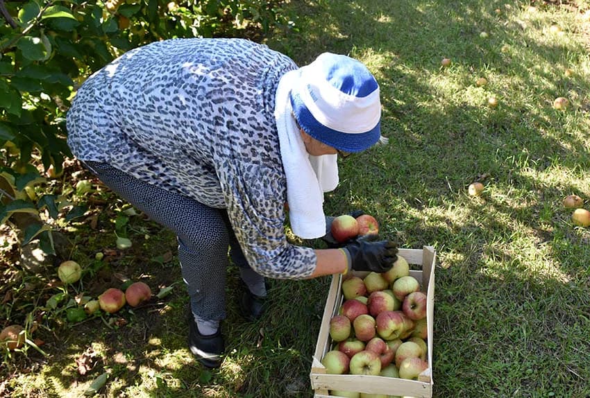 BERBA JABUKA NA PLANTAŽI BRANKA UZELCA PRI ZAVRŠETKU: Ukusni i sočni plodovi za domaće tržište
