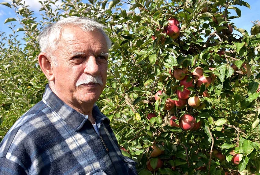 BERBA JABUKA NA PLANTAŽI BRANKA UZELCA PRI ZAVRŠETKU: Ukusni i sočni plodovi za domaće tržište