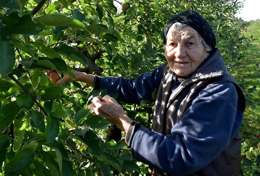 BERBA JABUKA NA PLANTAŽI BRANKA UZELCA PRI ZAVRŠETKU: Ukusni i sočni plodovi za domaće tržište