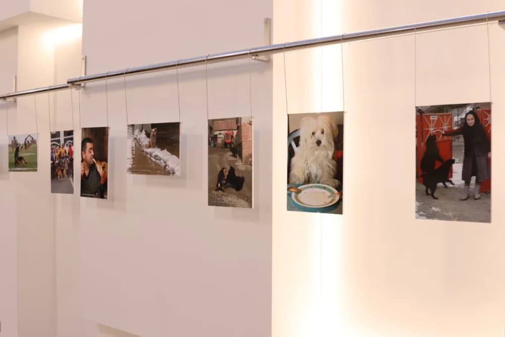 Odabrane fotografije Duška Mirkovića daju sugađanima motive najboljeg čovjekovog prijatelja