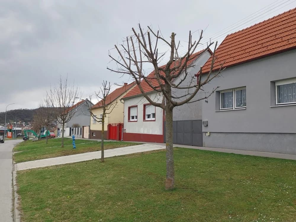 Komunalac poručuje građanima: Nemojte orezivati stabla na javnim površinama