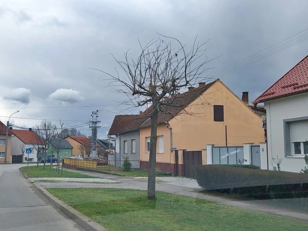 Pogrešno orezana stabla