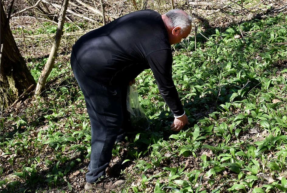 POJAVILI SE MLADI IZBOJCI SRIMUŠA: Proljetna poslastica ljekovitija od češnjaka