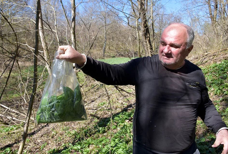 POJAVILI SE MLADI IZBOJCI SRIMUŠA: Proljetna poslastica ljekovitija od češnjaka