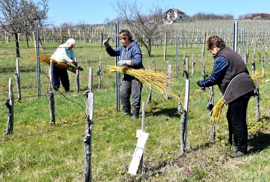 TRADICIJA KUTJEVAČKOG VINOGORJA: Lozu vežu vrbovim prućem