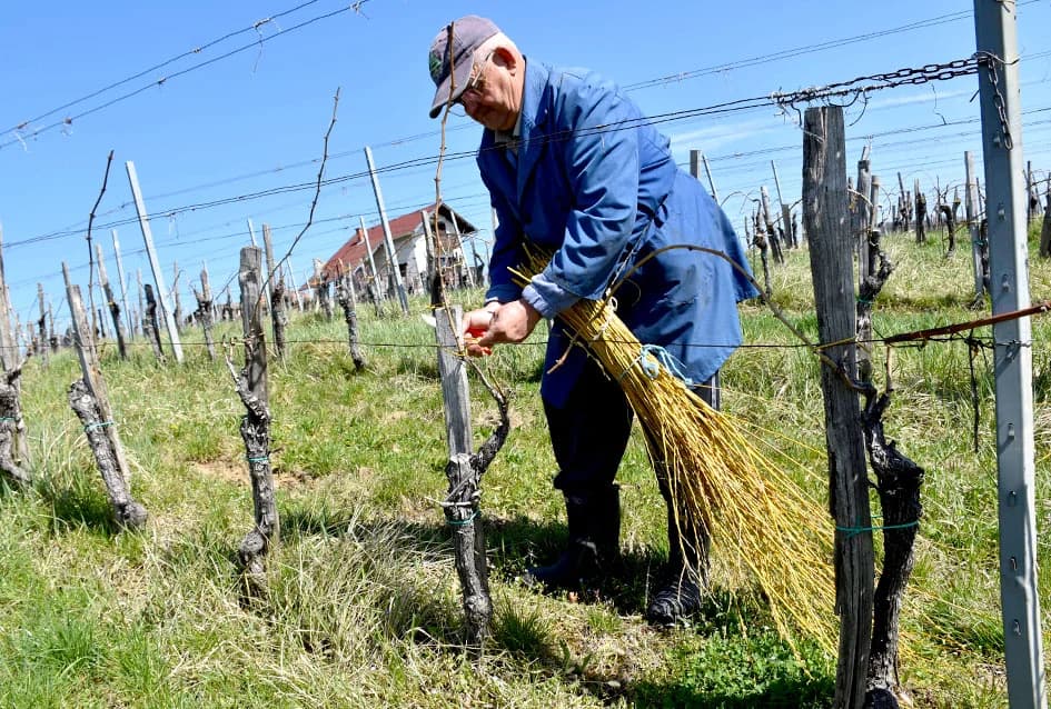 TRADICIJA KUTJEVAČKOG VINOGORJA: Lozu vežu vrbovim prućem