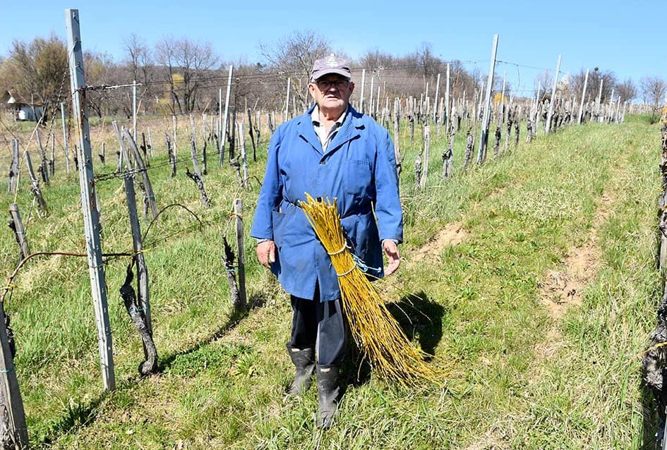 TRADICIJA KUTJEVAČKOG VINOGORJA: Lozu vežu vrbovim prućem
