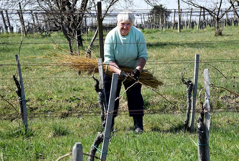 TRADICIJA KUTJEVAČKOG VINOGORJA: Lozu vežu vrbovim prućem