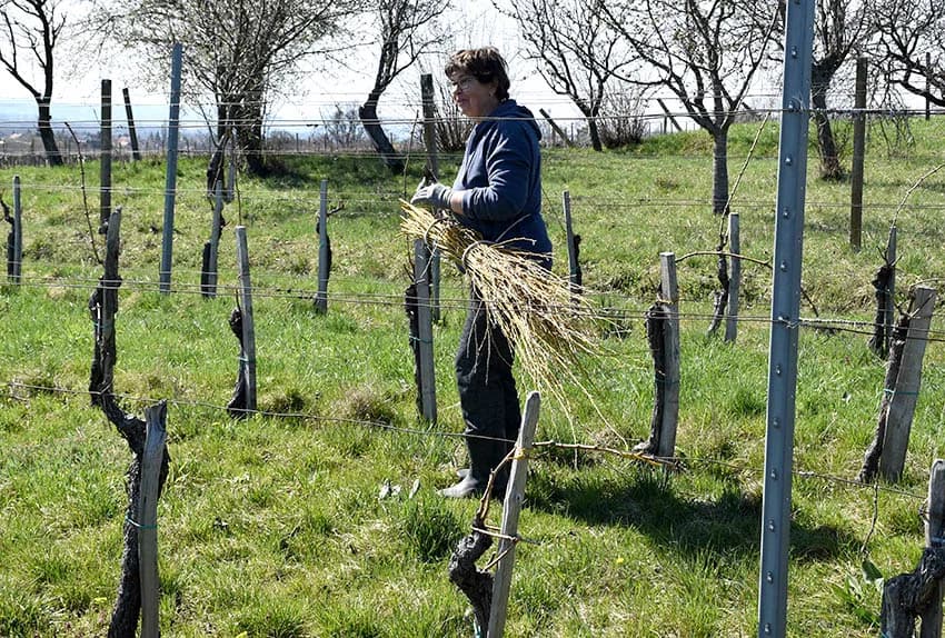 TRADICIJA KUTJEVAČKOG VINOGORJA: Lozu vežu vrbovim prućem