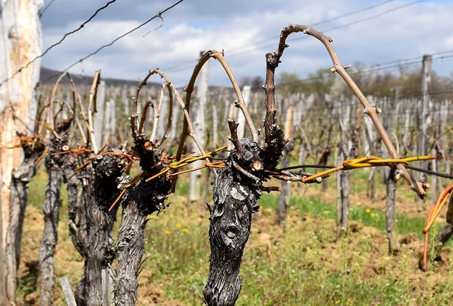 TRADICIJA KUTJEVAČKOG VINOGORJA: Lozu vežu vrbovim prućem
