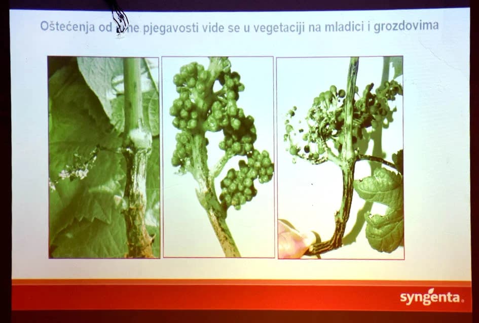UDRUGA „STJEPAN KOYDL“ IZ POŽEGE: Održali skupštinu i stručno predavanje