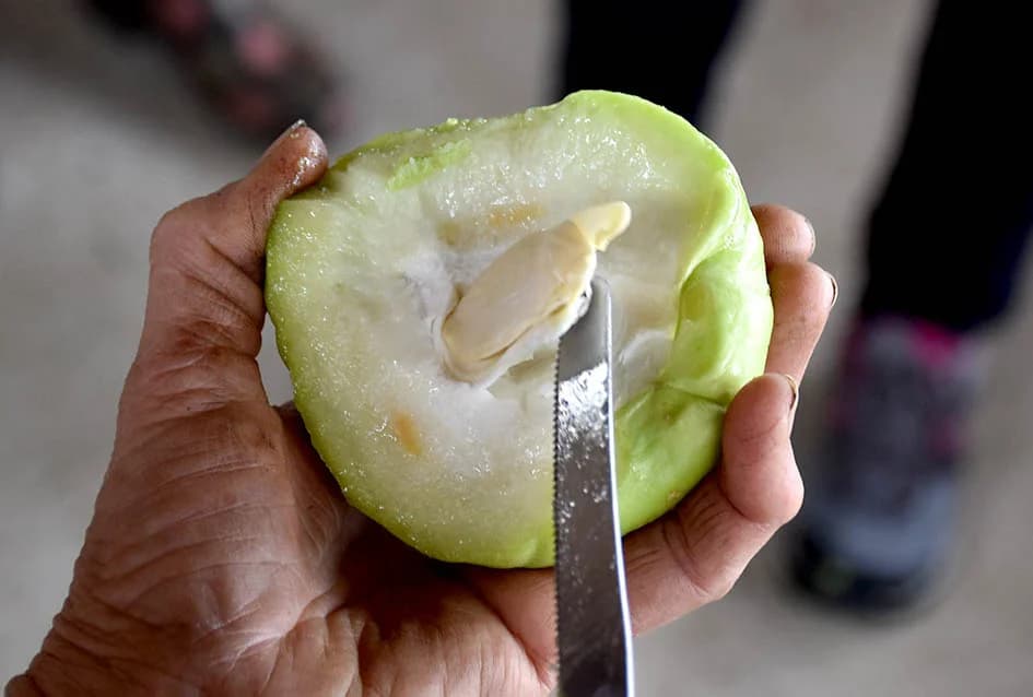 Tradicionalna razmjena presadnica u Požegi u znaku egzotičnog bilja