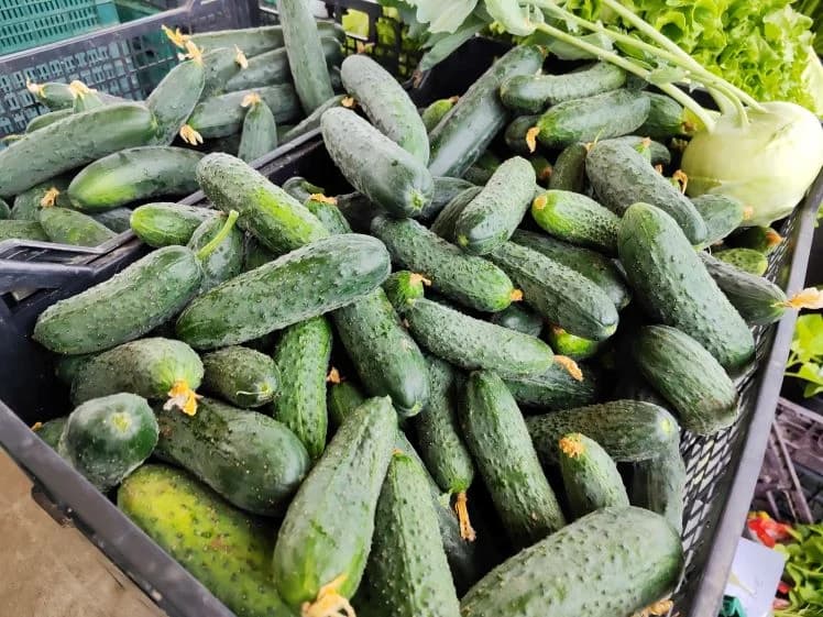 Najbolje domaće palačinke pripremili članovi KUD-a „Orljava“ Pleternica i Marica Uhrin