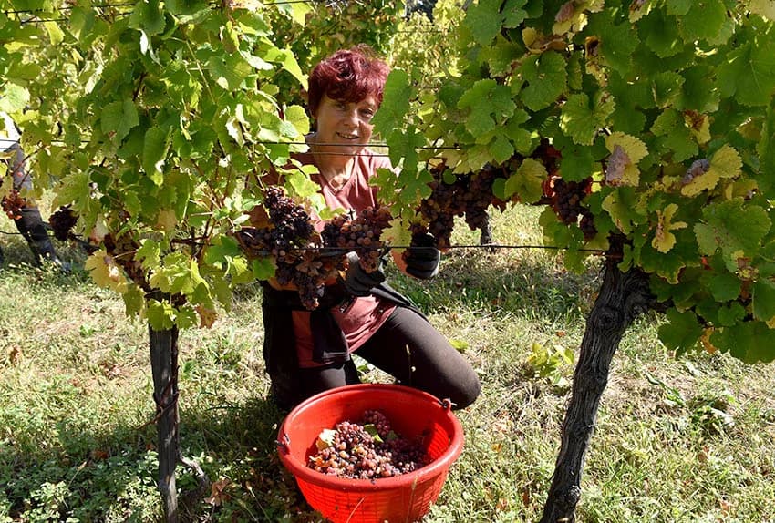 POŽEŽANIN ANTE MILIČEVIĆ ZAVRŠIO BERBU U VINOGRADAU U MITROVCU: Traminac mirisavi koji je sam sebi dovoljan
