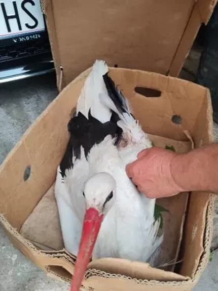 Zaštita i očuvanje bijele rode, ali i posavskoga sela!