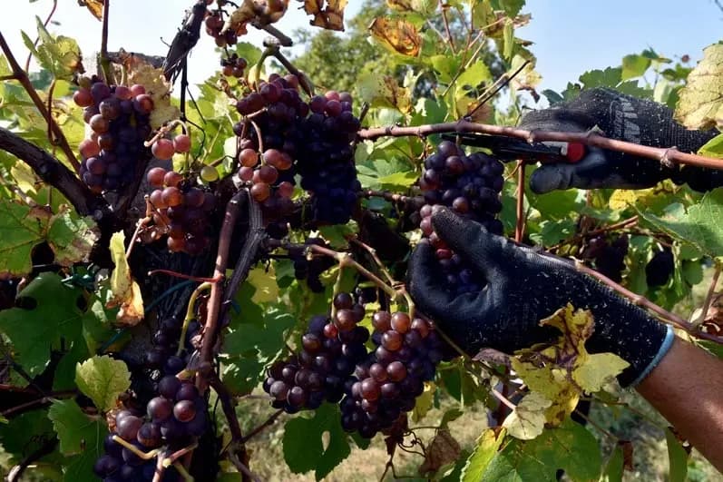 Počele berbe grožđa u Slavoniji i Baranji: Traže se berači, evo kolika je satnica