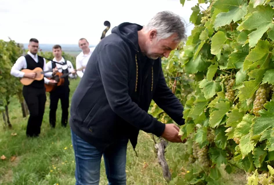 Pjesmom uz tambure Škoro počeo berbu vinograda u Mitrovcu