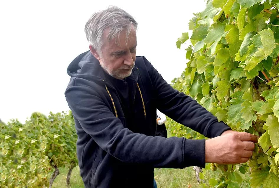 Pjesmom uz tambure Škoro počeo berbu vinograda u Mitrovcu