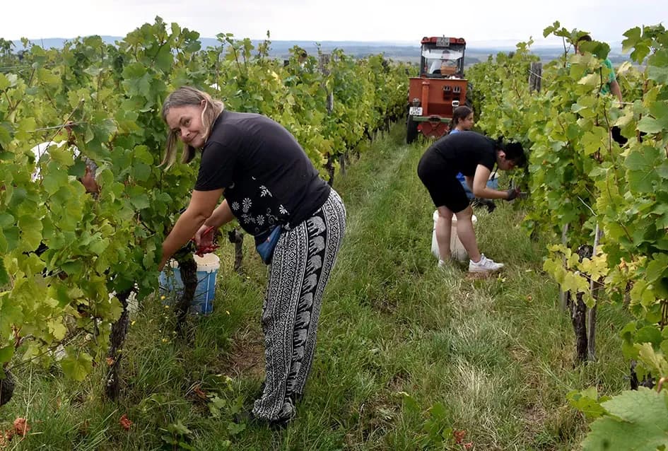 Pjesmom uz tambure Škoro počeo berbu vinograda u Mitrovcu