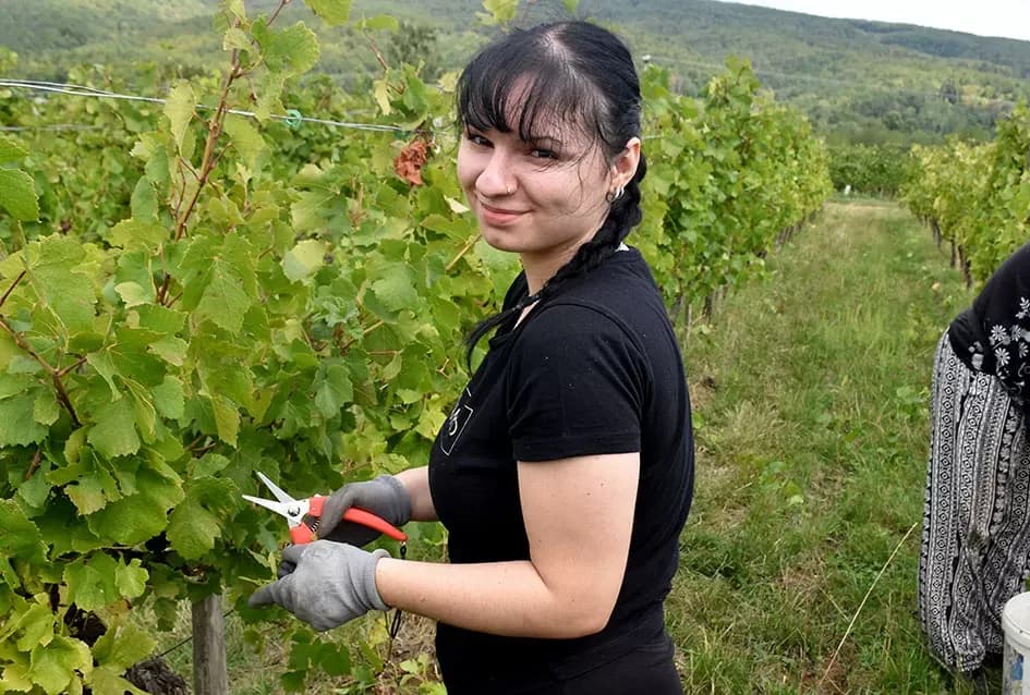 Pjesmom uz tambure Škoro počeo berbu vinograda u Mitrovcu