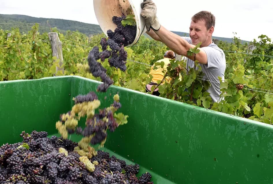 Pjesmom uz tambure Škoro počeo berbu vinograda u Mitrovcu