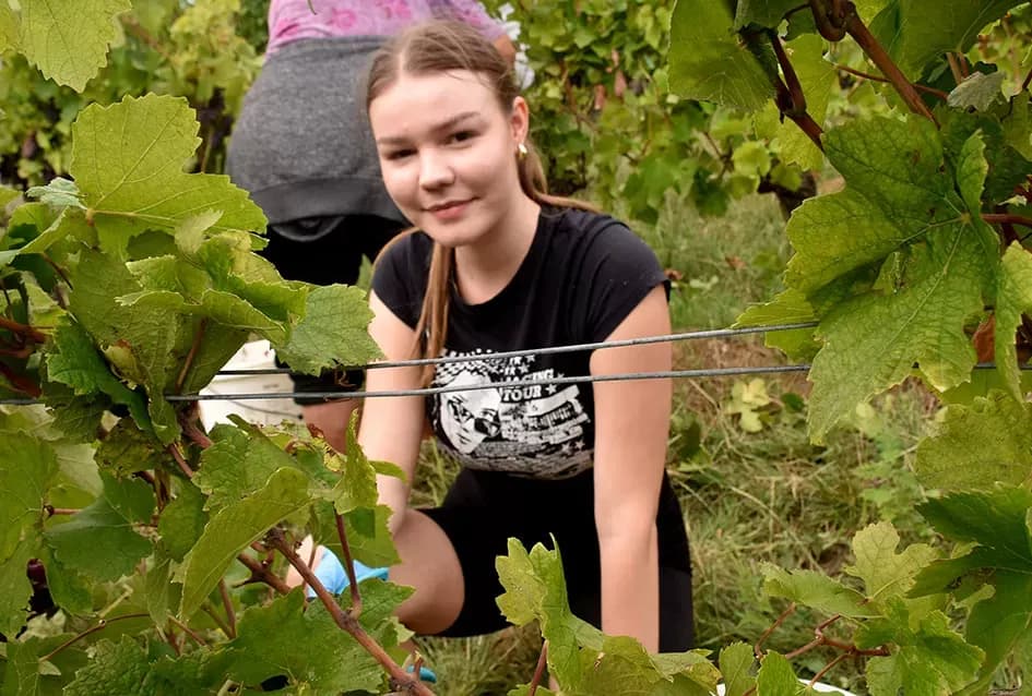 Pjesmom uz tambure Škoro počeo berbu vinograda u Mitrovcu