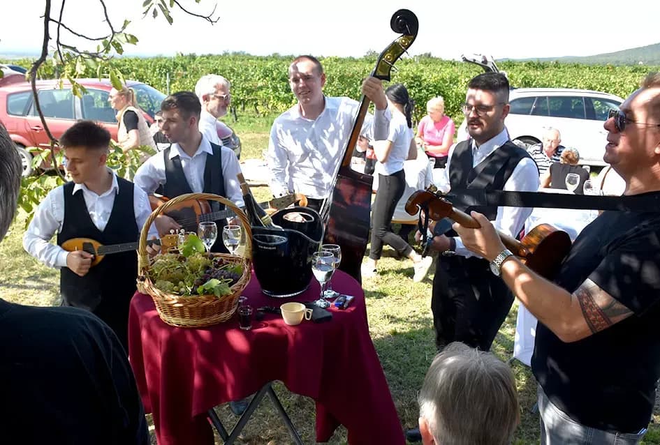 Pjesmom uz tambure Škoro počeo berbu vinograda u Mitrovcu