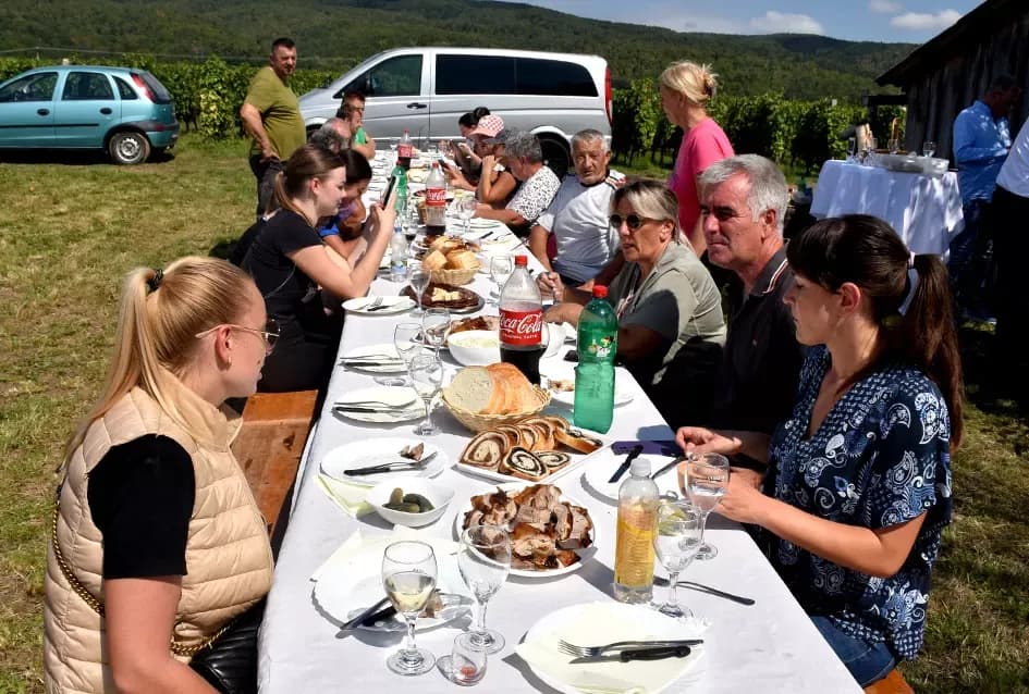 Pjesmom uz tambure Škoro počeo berbu vinograda u Mitrovcu