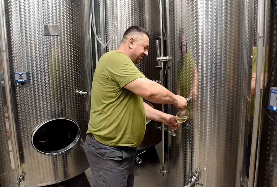 Pjesmom uz tambure Škoro počeo berbu vinograda u Mitrovcu