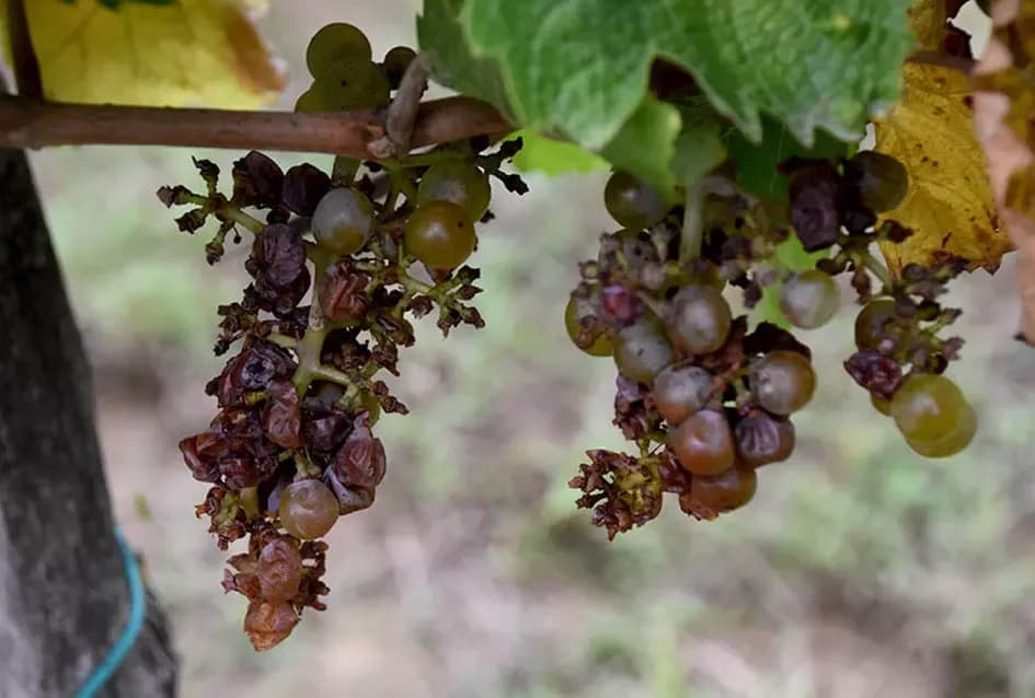 Divljač opustošila vinograde Zorice Tandare u Kutjevu