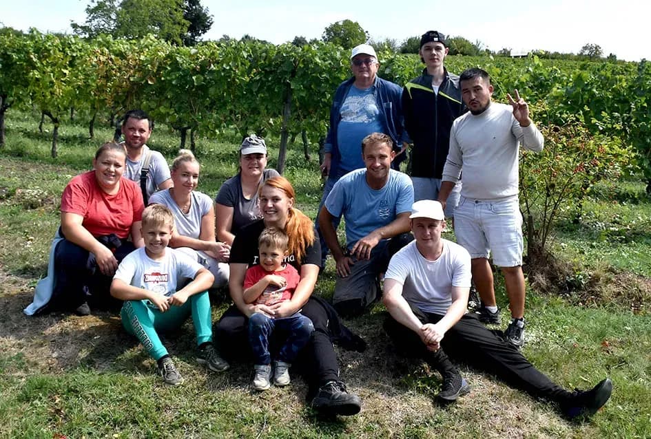 Divljač opustošila vinograde Zorice Tandare u Kutjevu