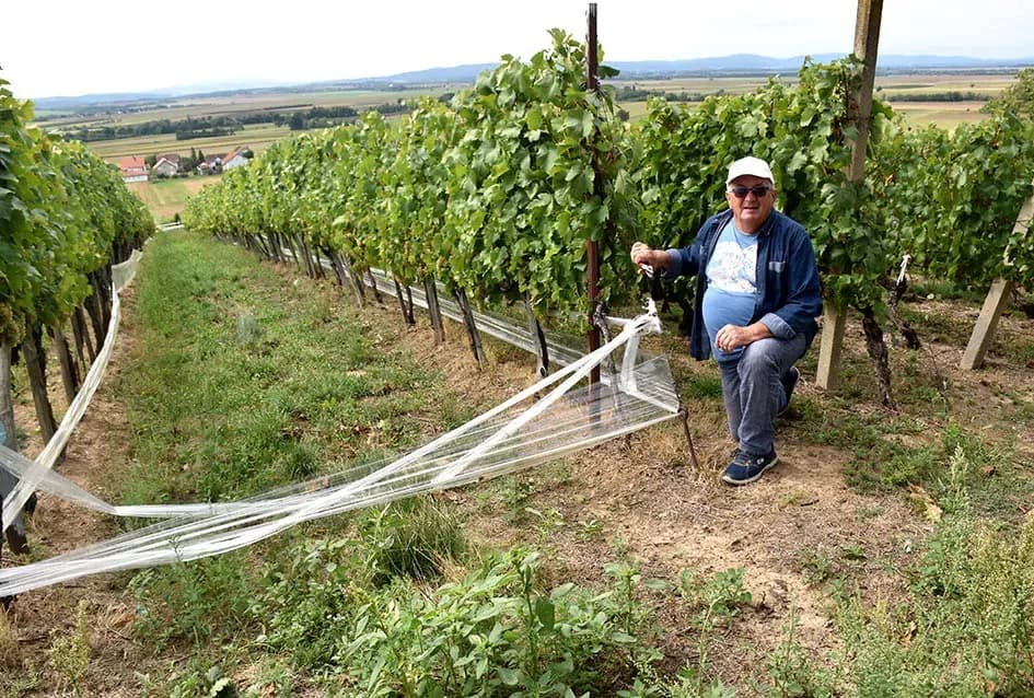 Divljač opustošila vinograde Zorice Tandare u Kutjevu
