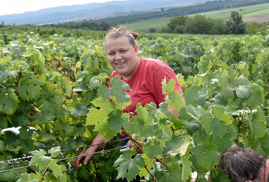 Divljač opustošila vinograde Zorice Tandare u Kutjevu