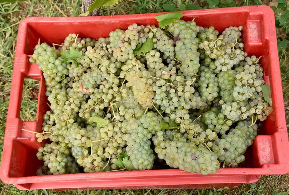Divljač opustošila vinograde Zorice Tandare u Kutjevu
