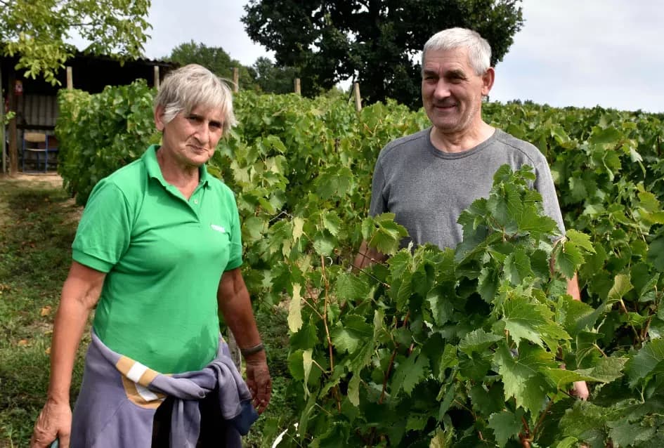 Divljač opustošila vinograde Zorice Tandare u Kutjevu