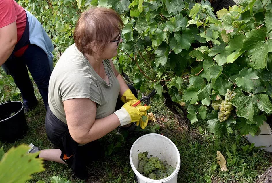 Divljač opustošila vinograde Zorice Tandare u Kutjevu