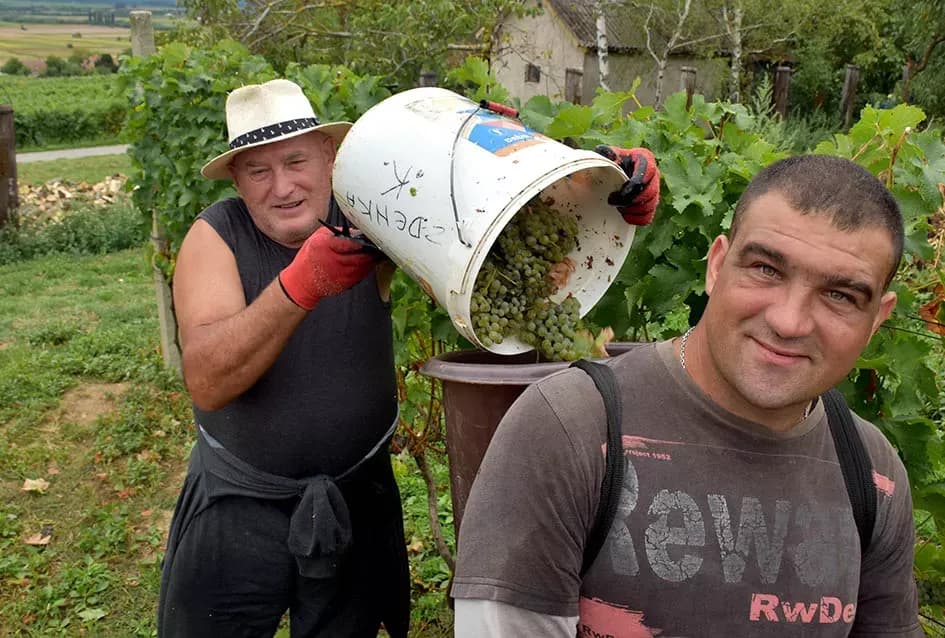 Berba, razlog za okupljanje obitelji Plovanić i Vukosavljević: Iz SAD-a stigao i sin Zoran