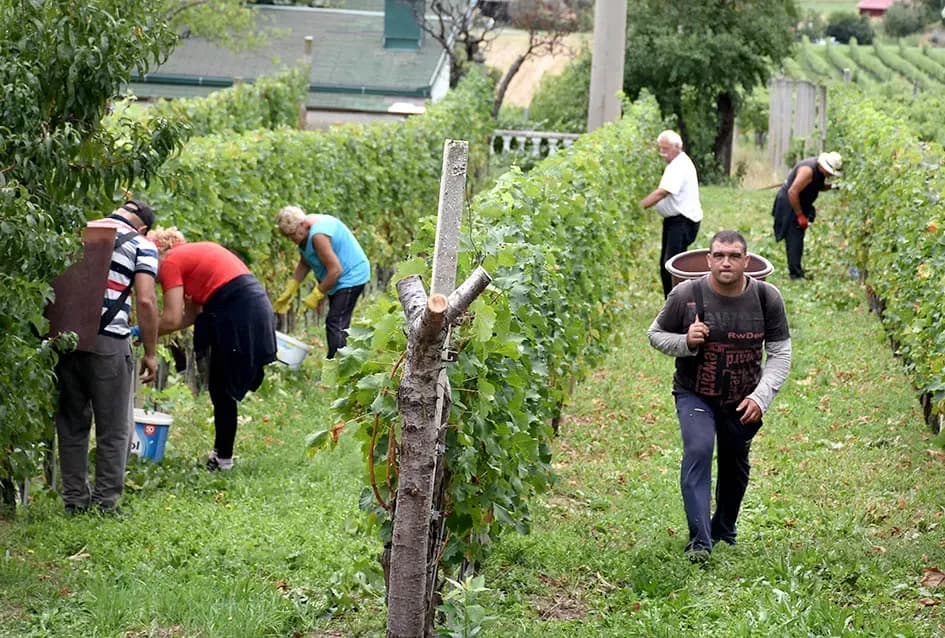 Berba, razlog za okupljanje obitelji Plovanić i Vukosavljević: Iz SAD-a stigao i sin Zoran