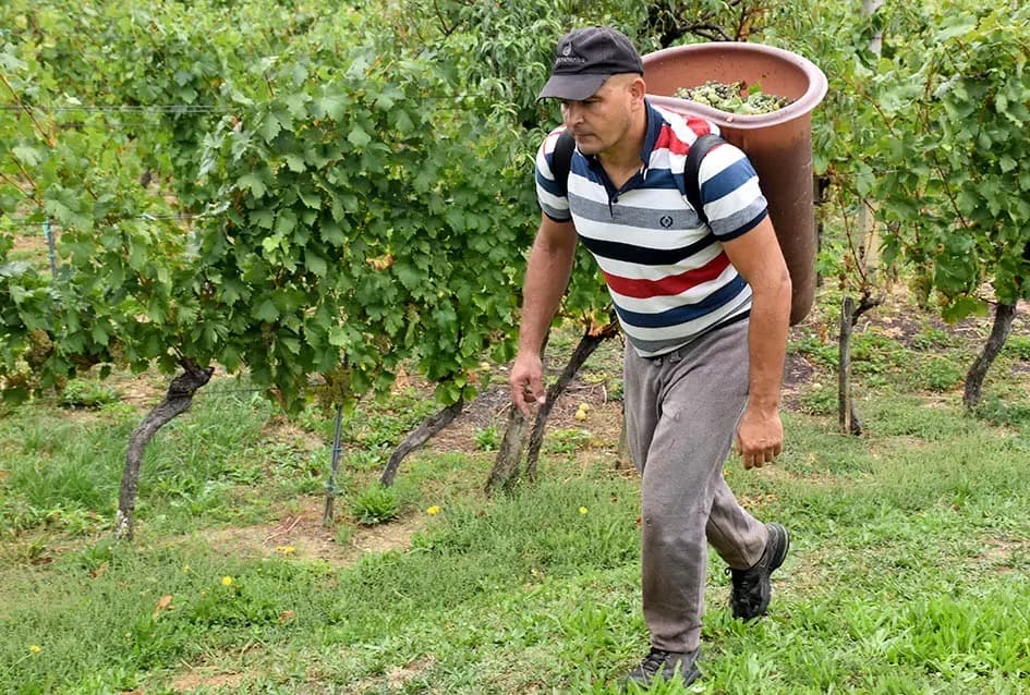 Berba, razlog za okupljanje obitelji Plovanić i Vukosavljević: Iz SAD-a stigao i sin Zoran